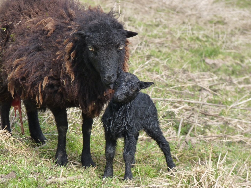 Brebis d'Ouessant et son agneau