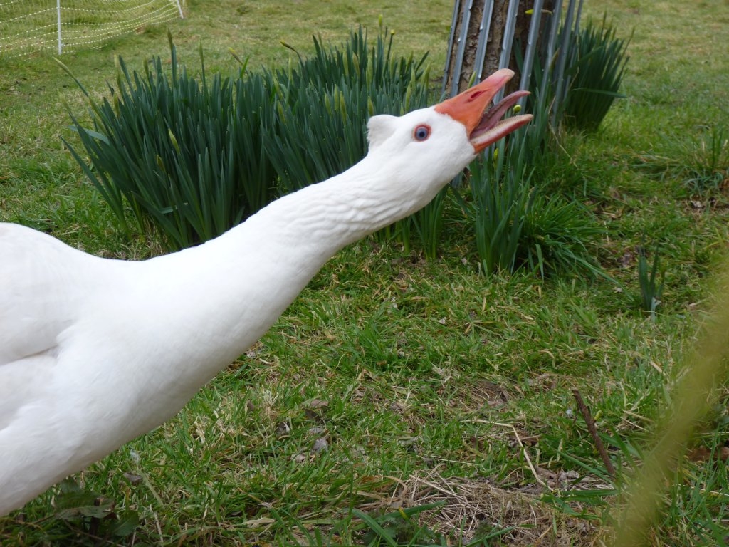 Oie de Bavent : jar en position d'intimidation