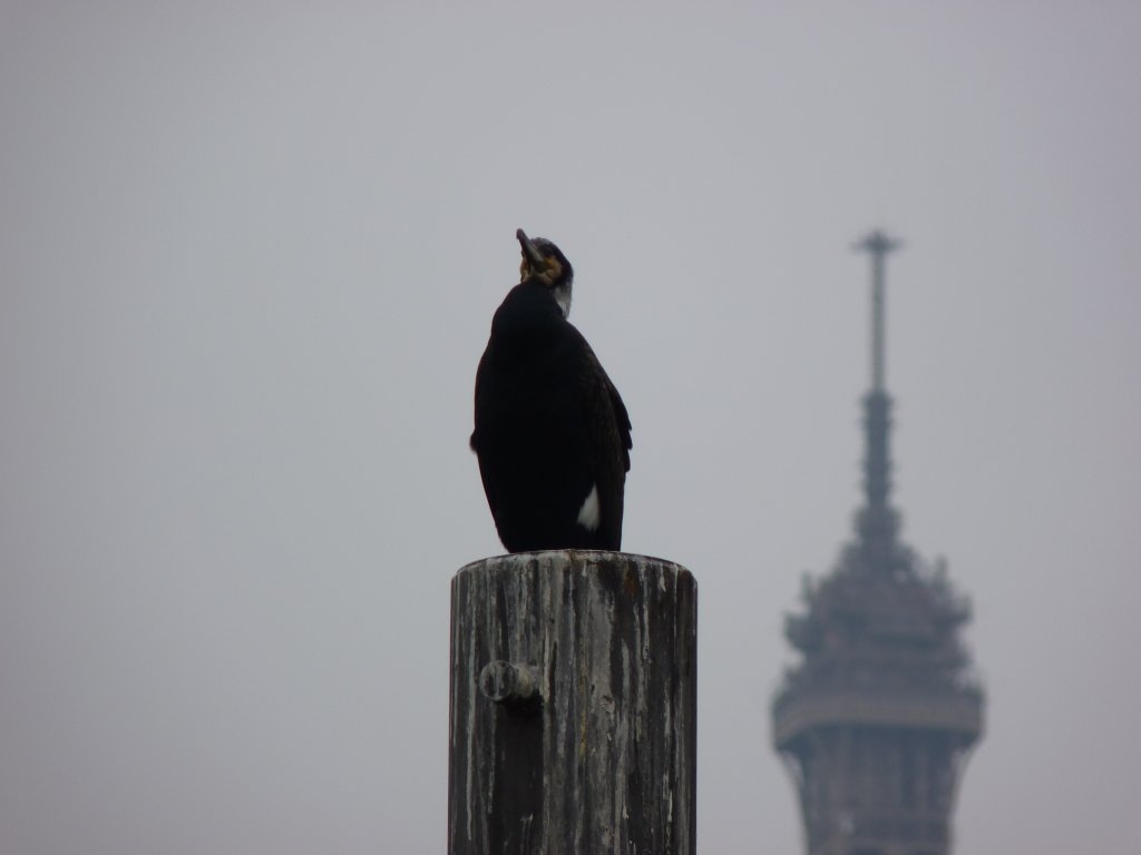 Cormoran et tour Eiffel