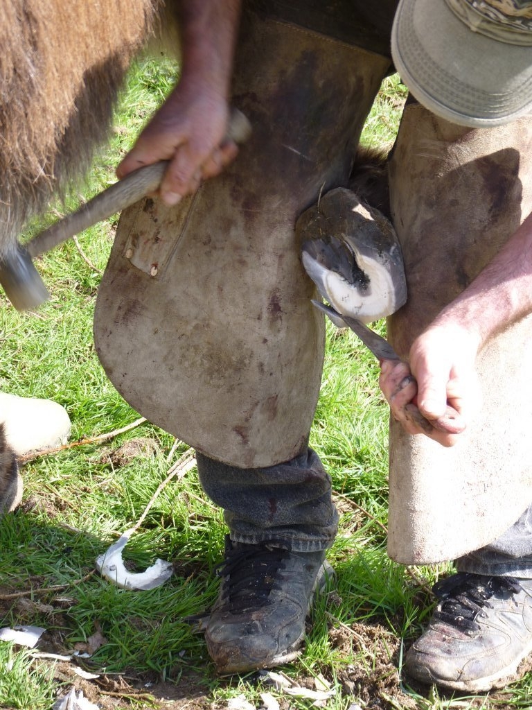 Maréchal-ferrant parant un âne