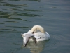 Cygne tuberculé et mouette rieuse