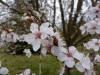 Fleurs de prunier