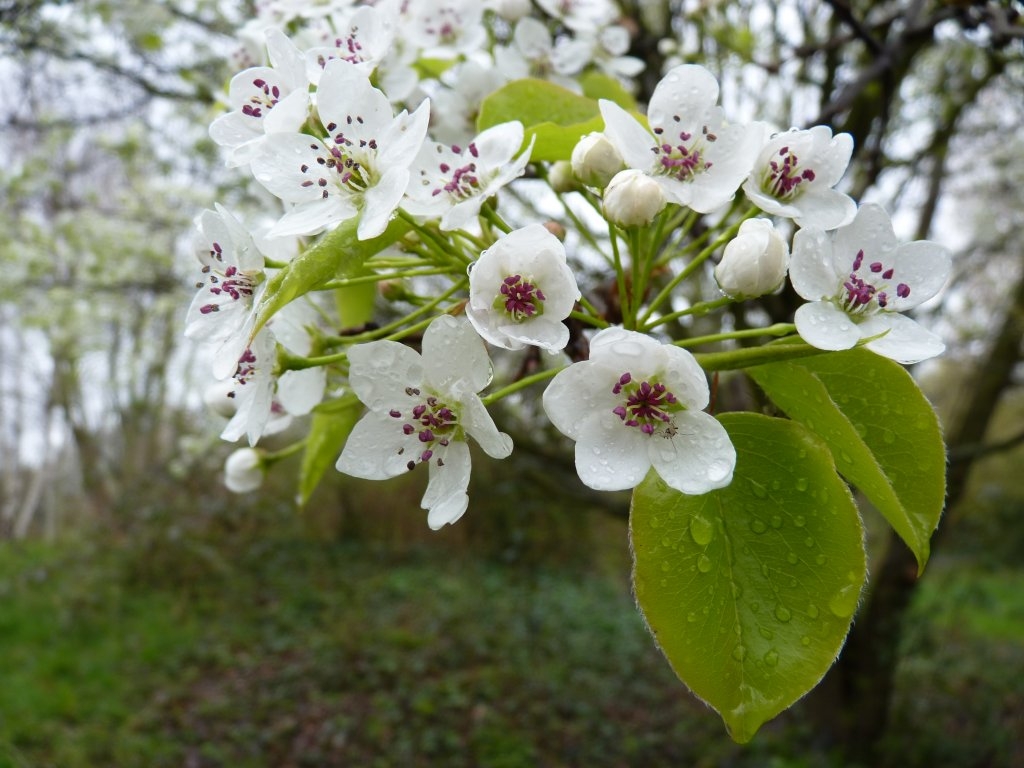 Fleurs de poirier