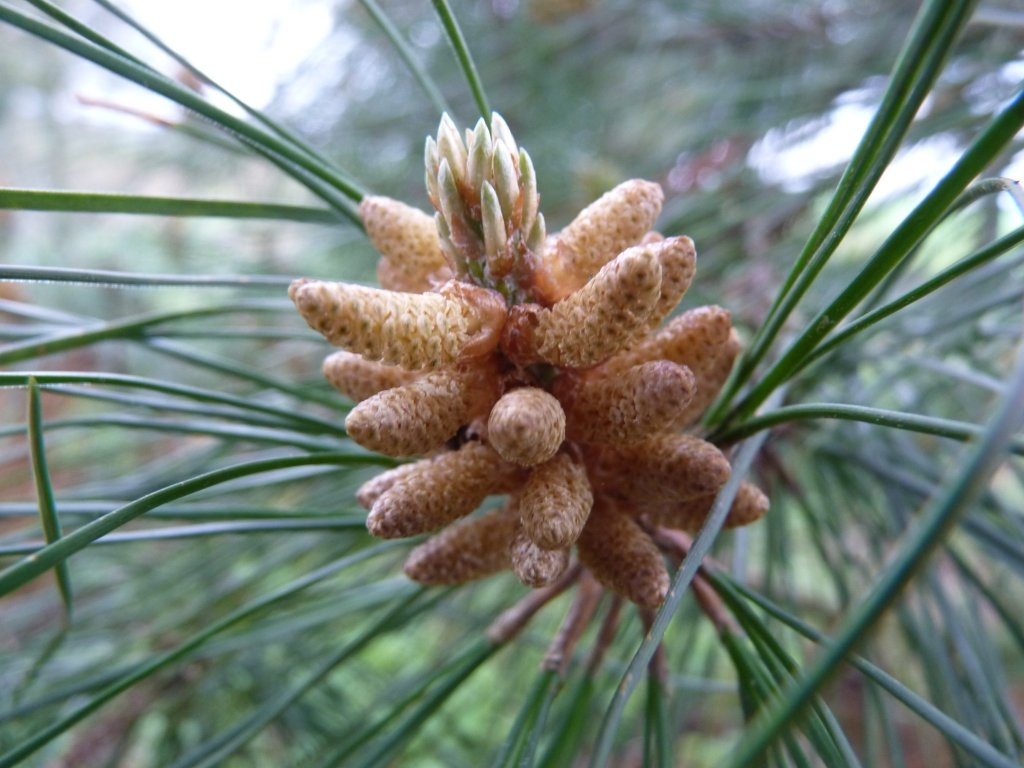 Bourgeons de pin de Monterey