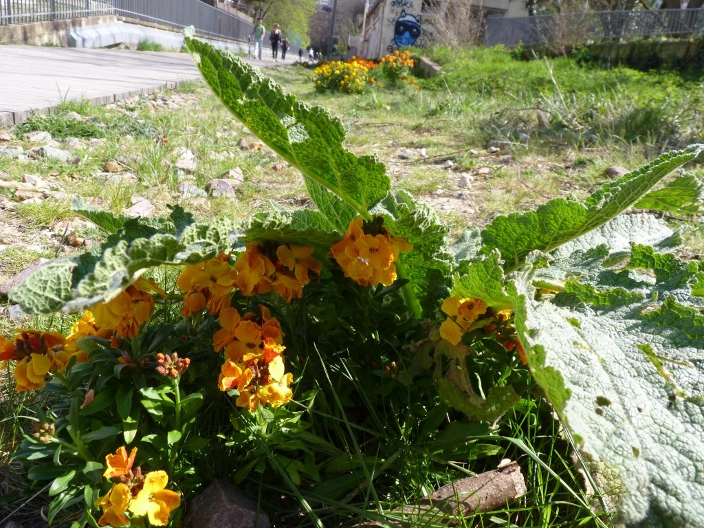 Giroflée poussant sous des feuilles de bouillon blanc