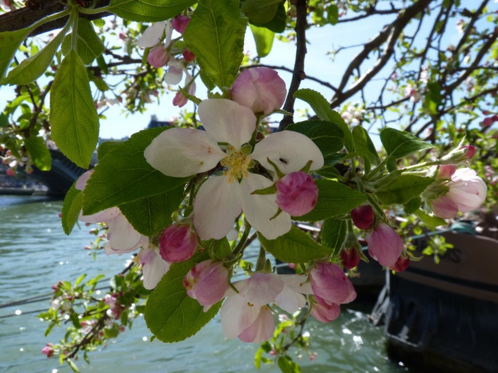 Fleurs de pommier quai des Tuileries