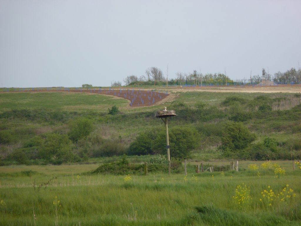 Cigogne sur son nid dans le marais d'Angoute