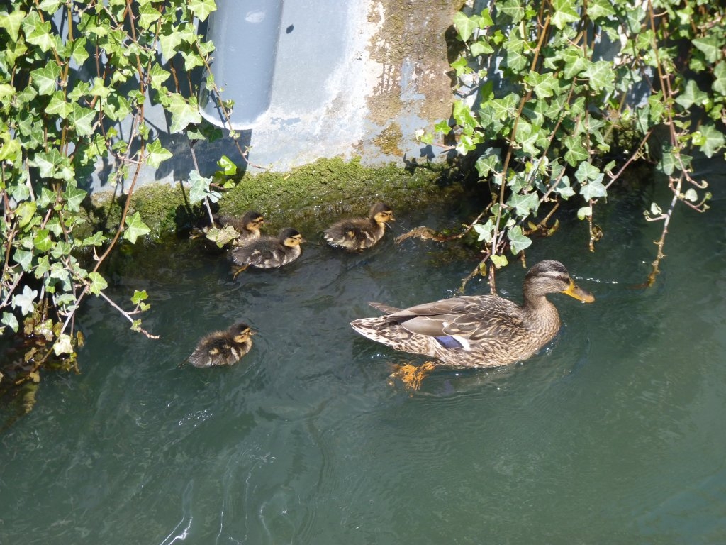 Cane colvert et ses canetons