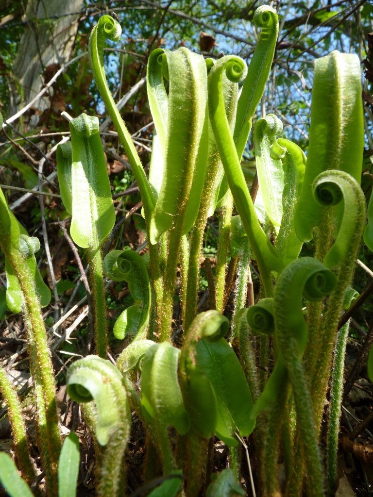 Crosses et jeunes feuilles de scolopendre