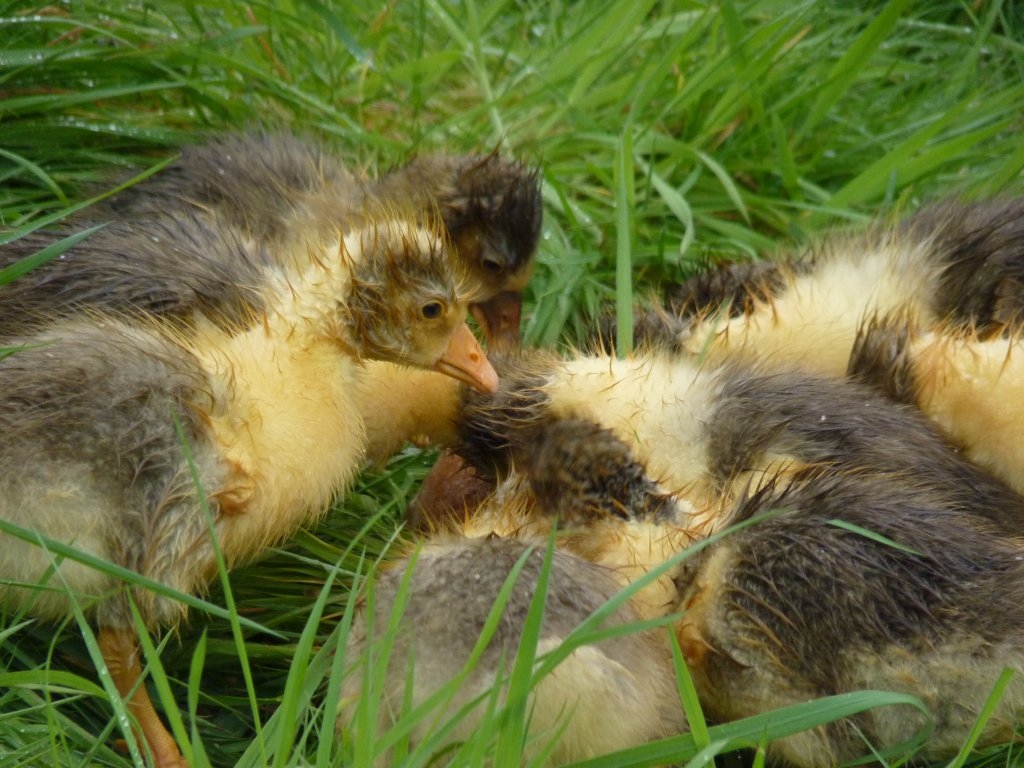 Oison de Bavent mouillé par la pluie.