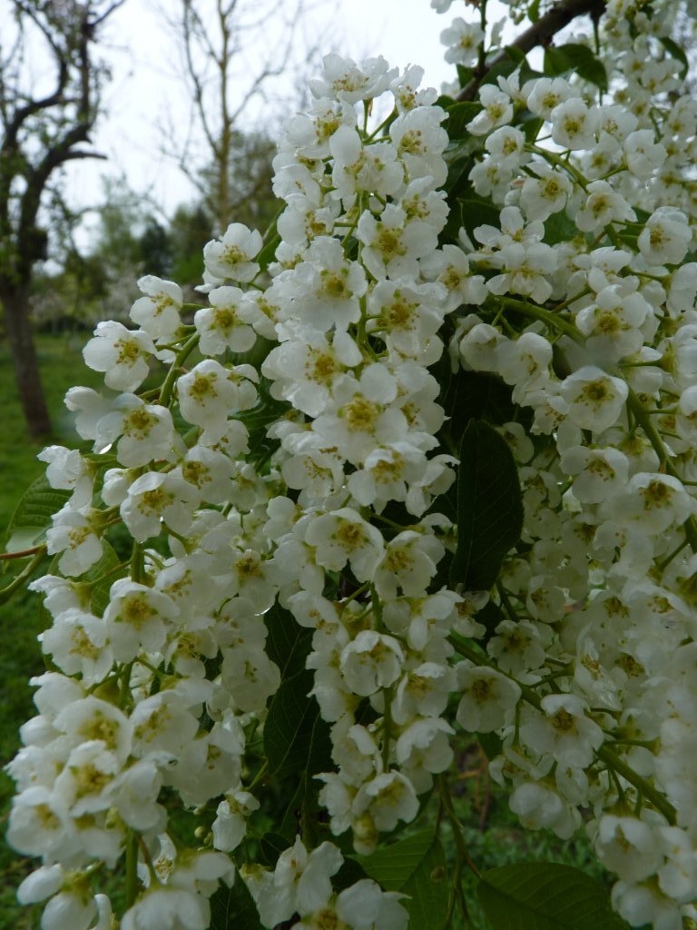 Fleurs de micocoulier