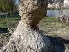 Tronc d\'arbre sectionné par un castor