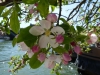 Fleurs de pommier quai des Tuileries