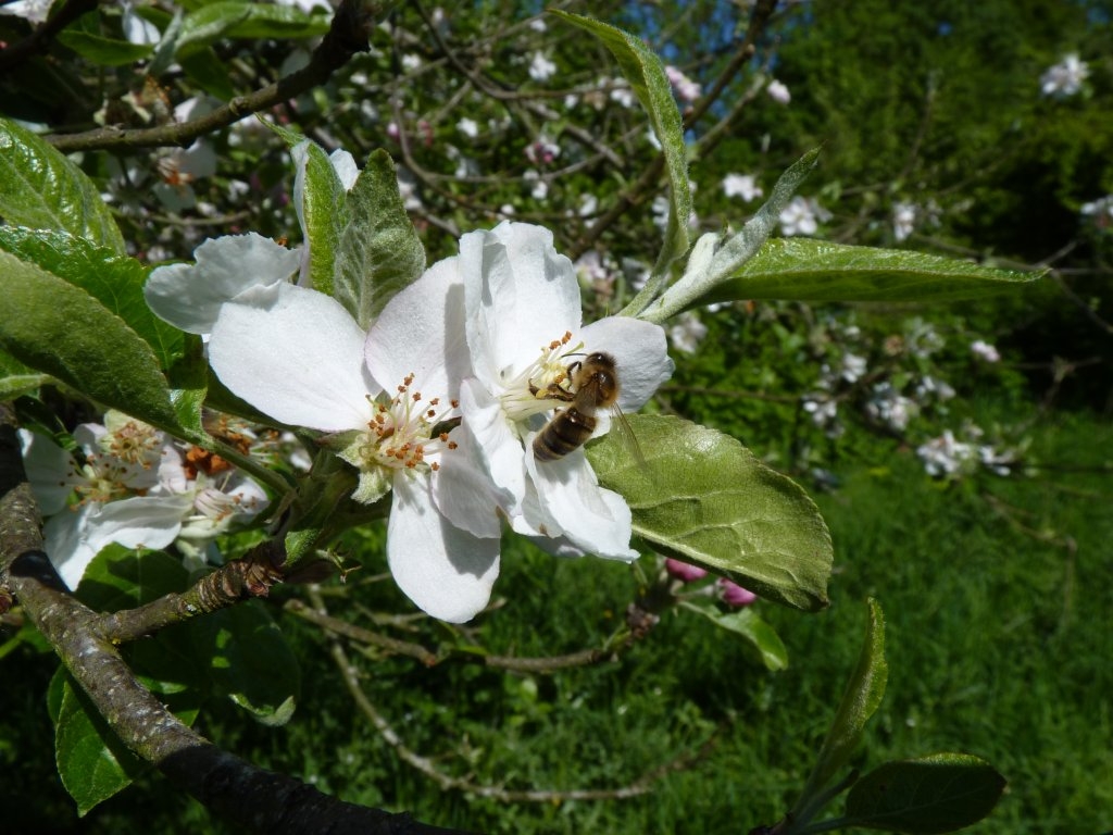Abeille sur une fleur de pommier