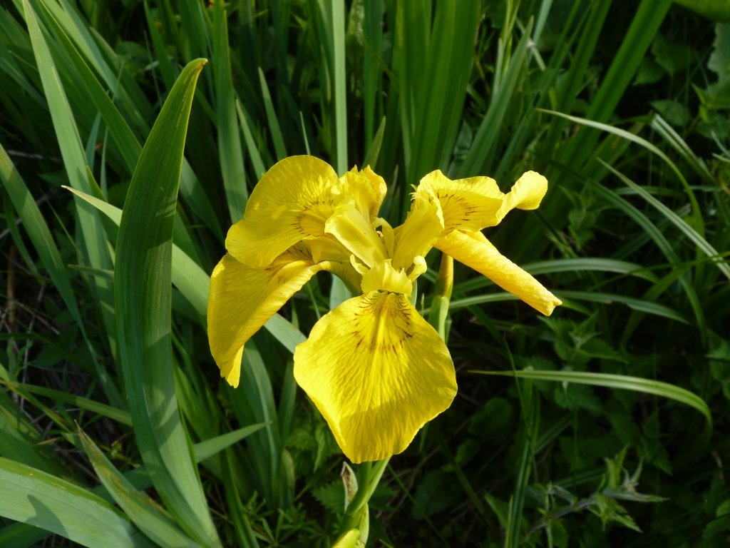 Iris des marais