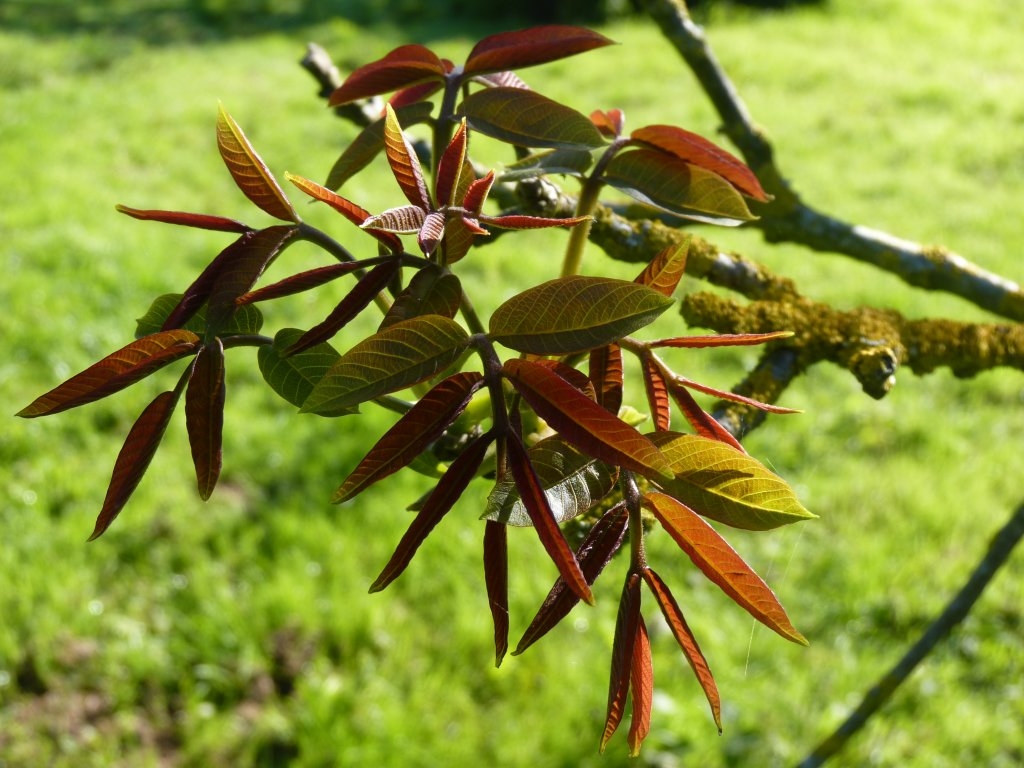 Jeunes feuilles de noyer