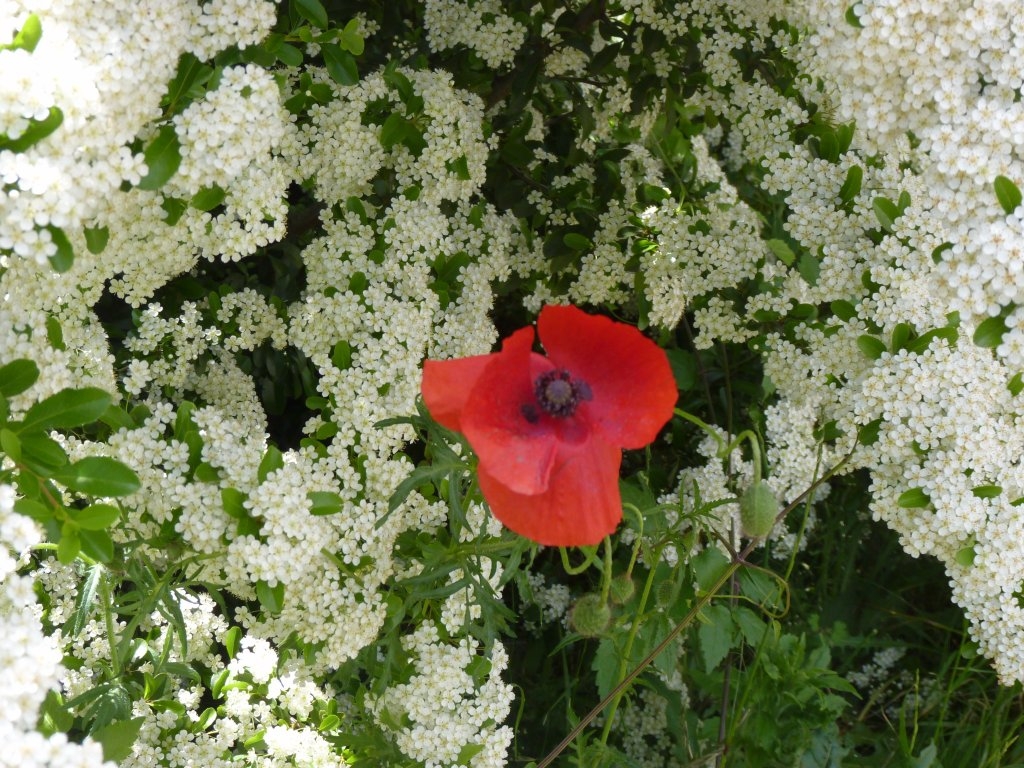 Coquelicot et spirée en fleurs