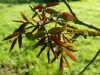 Jeunes feuilles de noyer