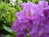 Fleur de rhododendron