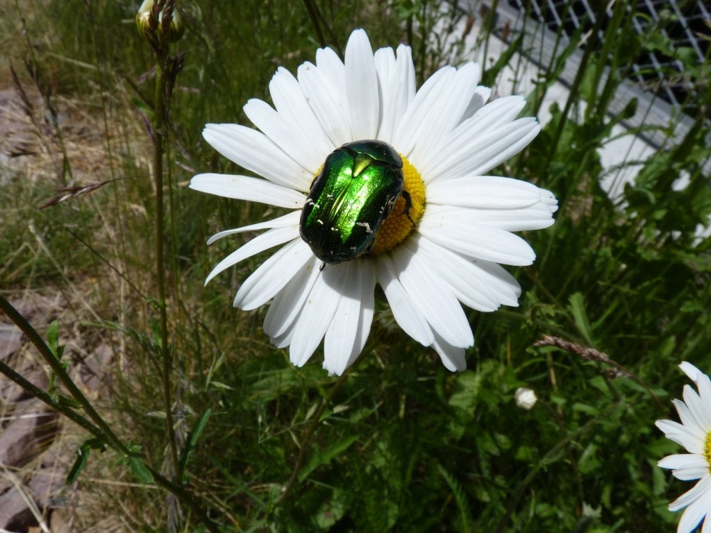 Cetoine doré sur une marguerite
