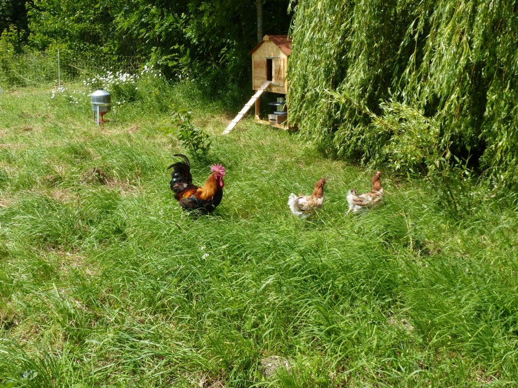 Coq et poules de Marans, variété \"froment\".