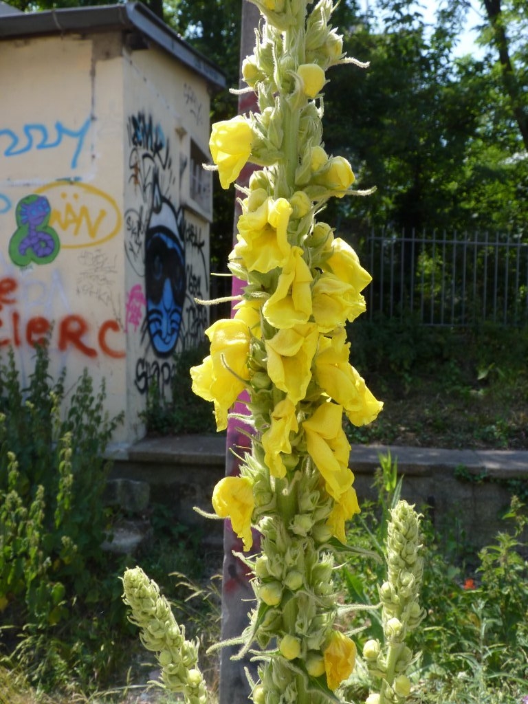 Fleurs de bouillon blanc