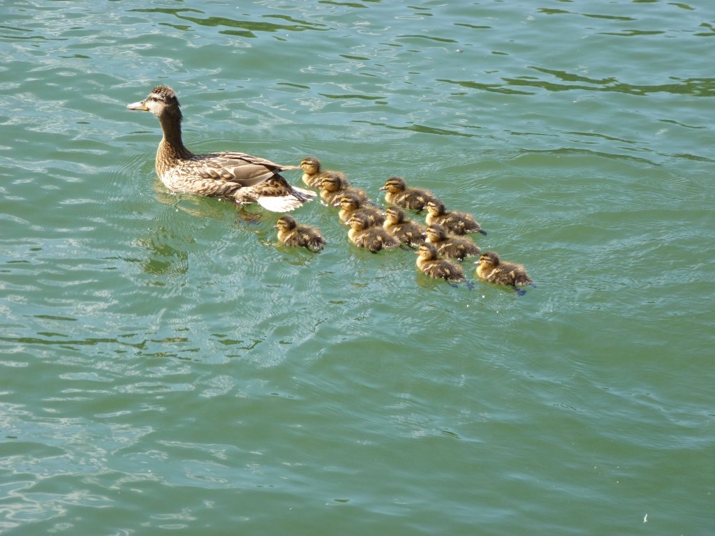 Cane et sas canetons