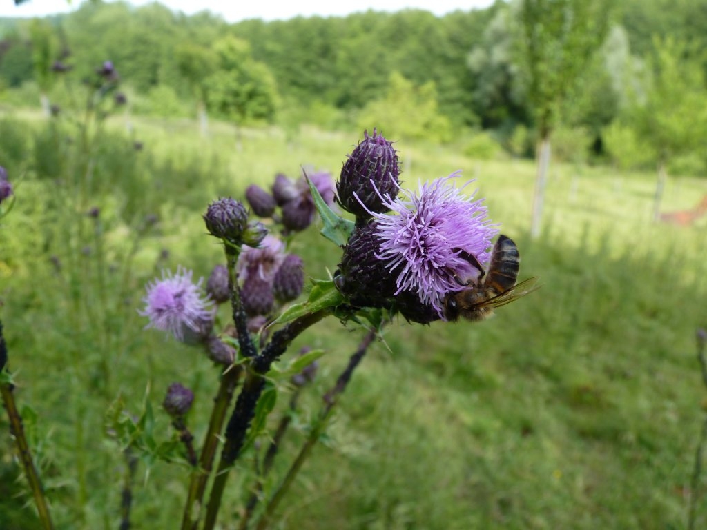 Abeille sur une fleur de chardon.