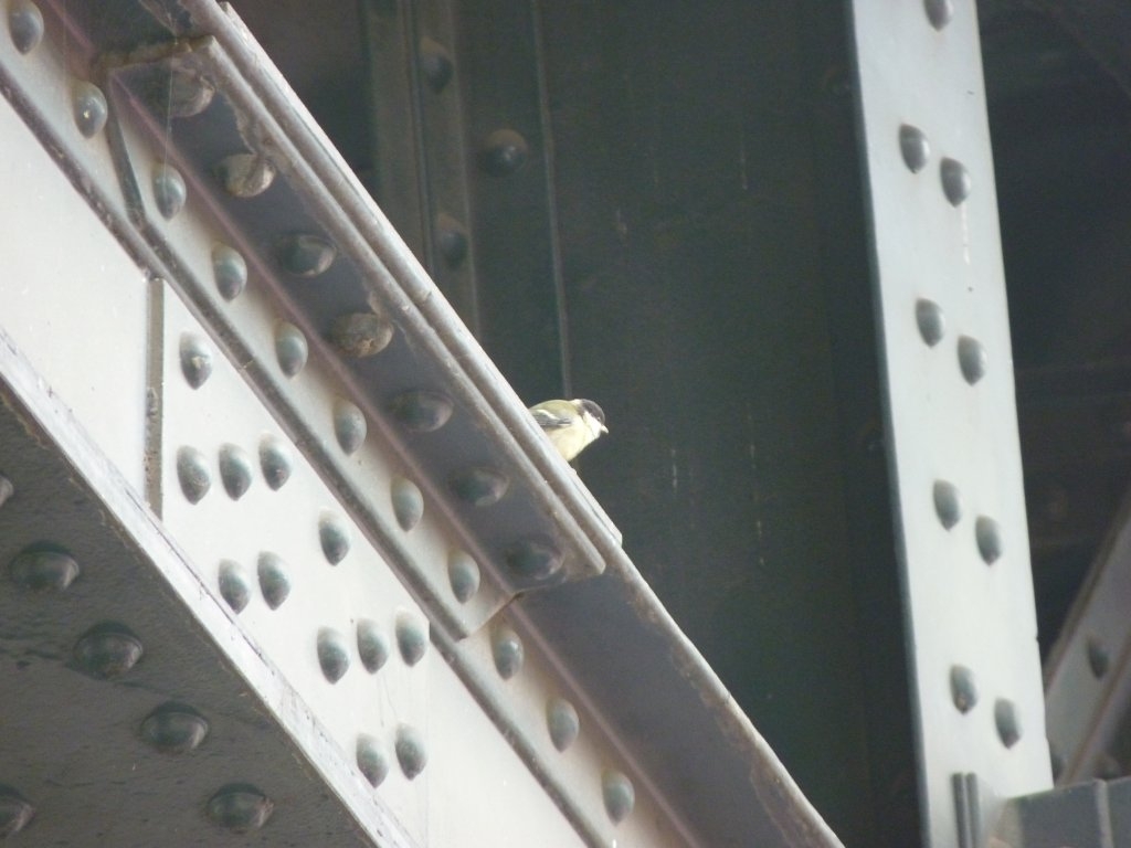 Mésange charbonnière