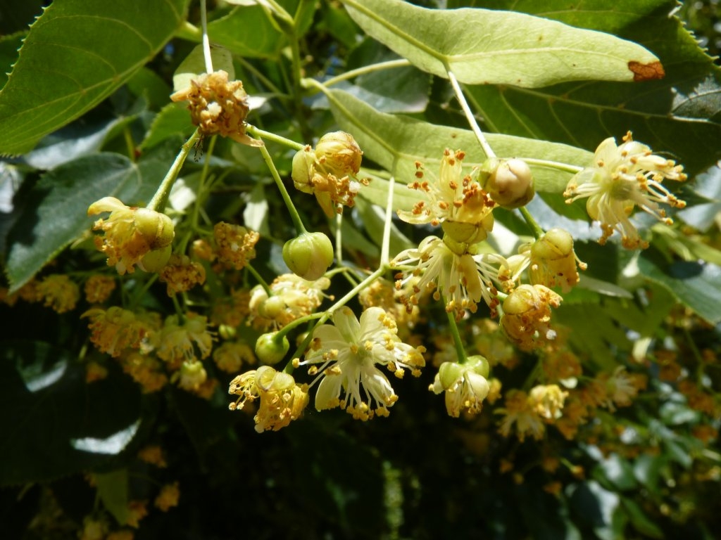 Fleurs de tilleul