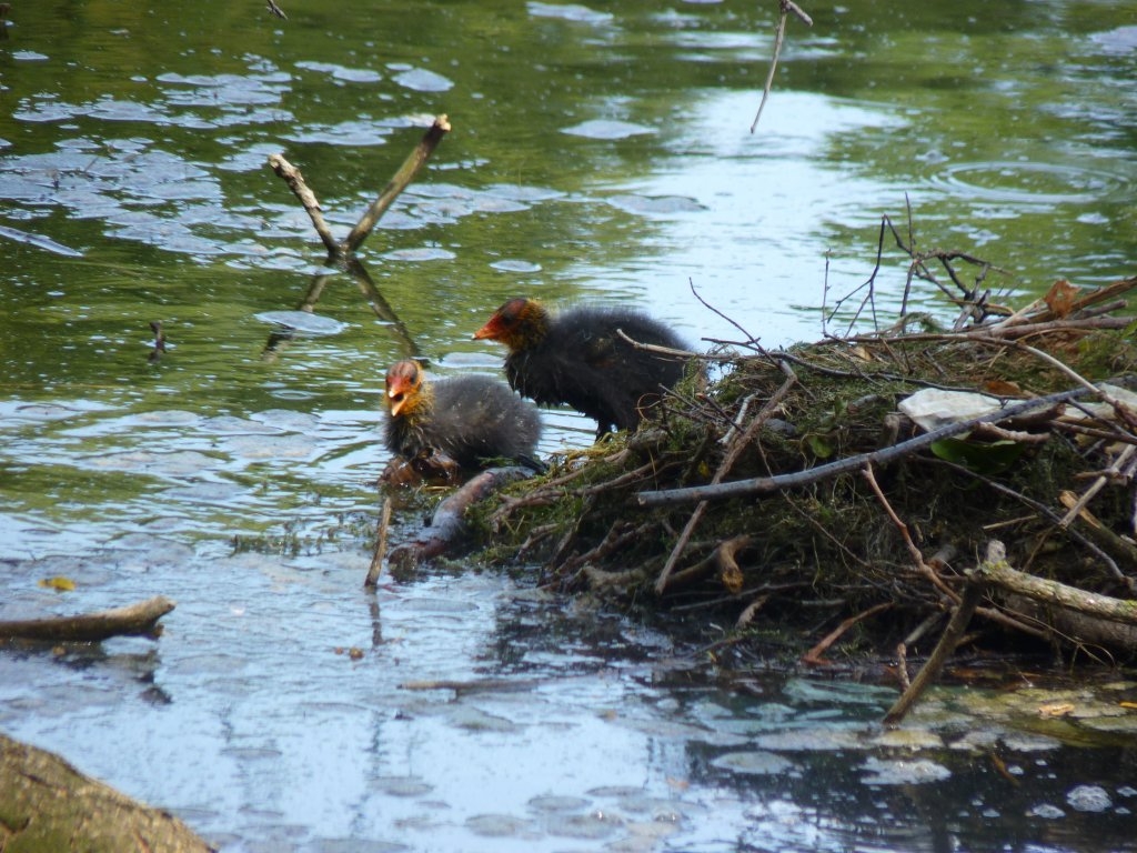 Jeunes foulques