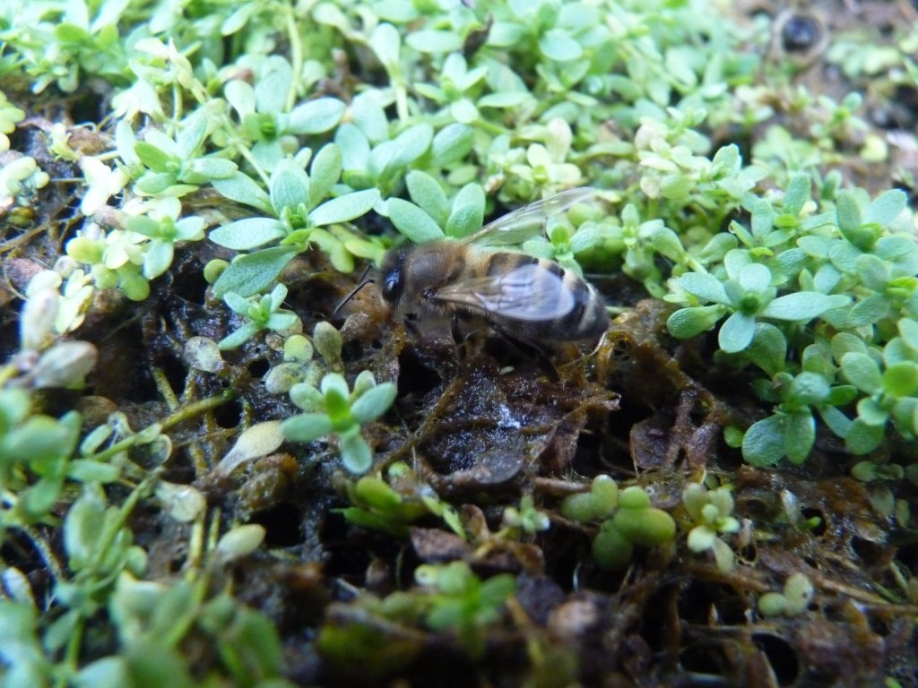 Abeille prenant de l'eau dans une mare.