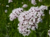 Fleur de valériane