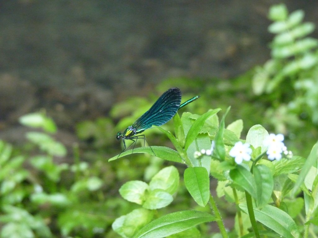 Caloptéryx vierge mâle.