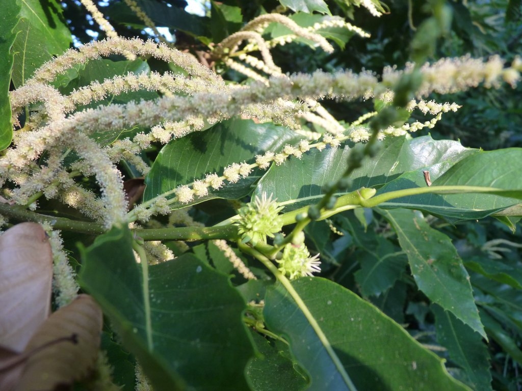 Fleur et chatons de châtaignier