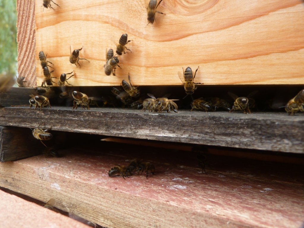 Abeilles à l'entrée de la ruche.