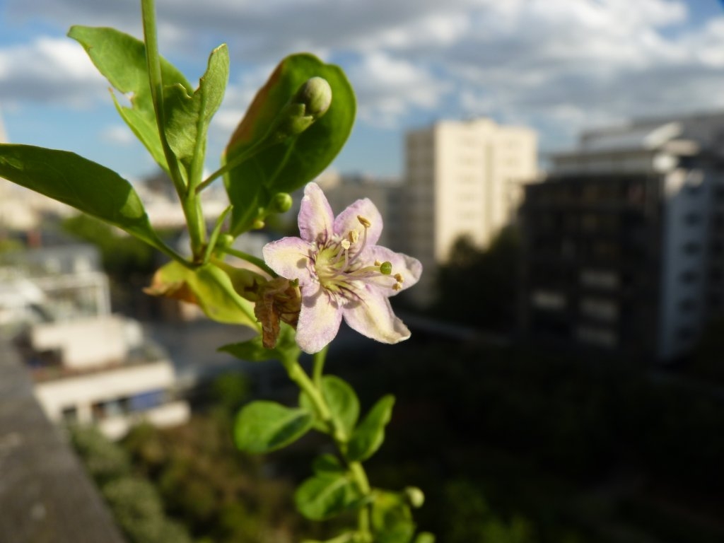 Fleur de goji