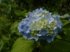 Hortensia