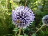Abeille de Buckfast sur une fleur d\'azurite.