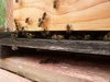 Abeilles à l'entrée de la ruche.
