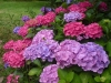 Hortensias