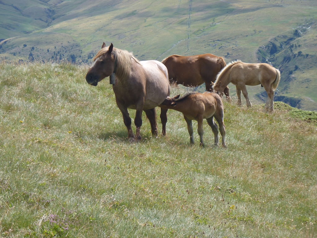 Chevaux dans les estives du Val d'Aran