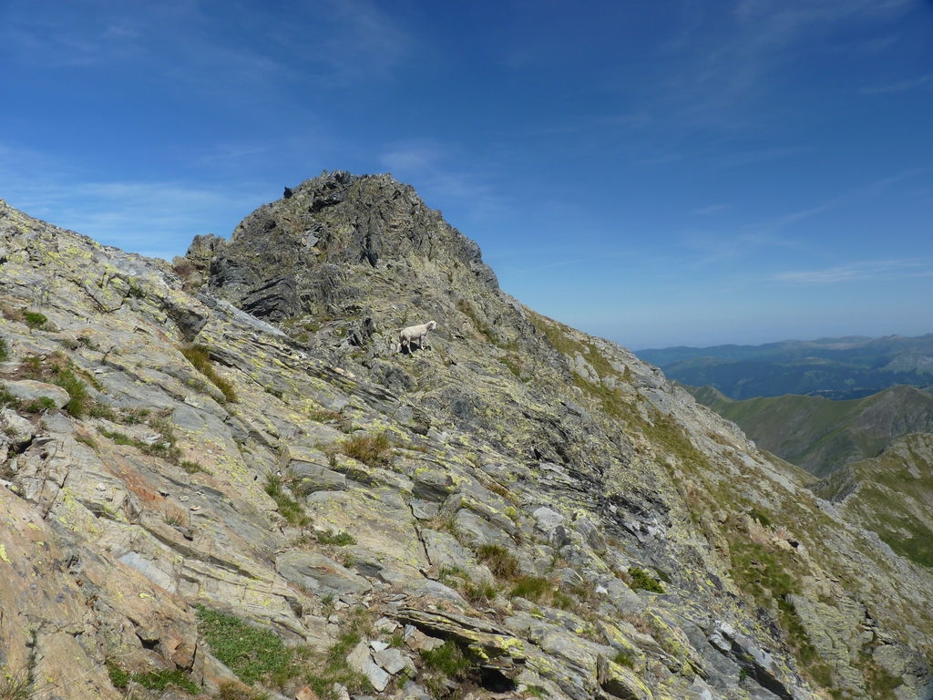 Brebis à quelques mètres du sommet du mont Rouch (2847m).