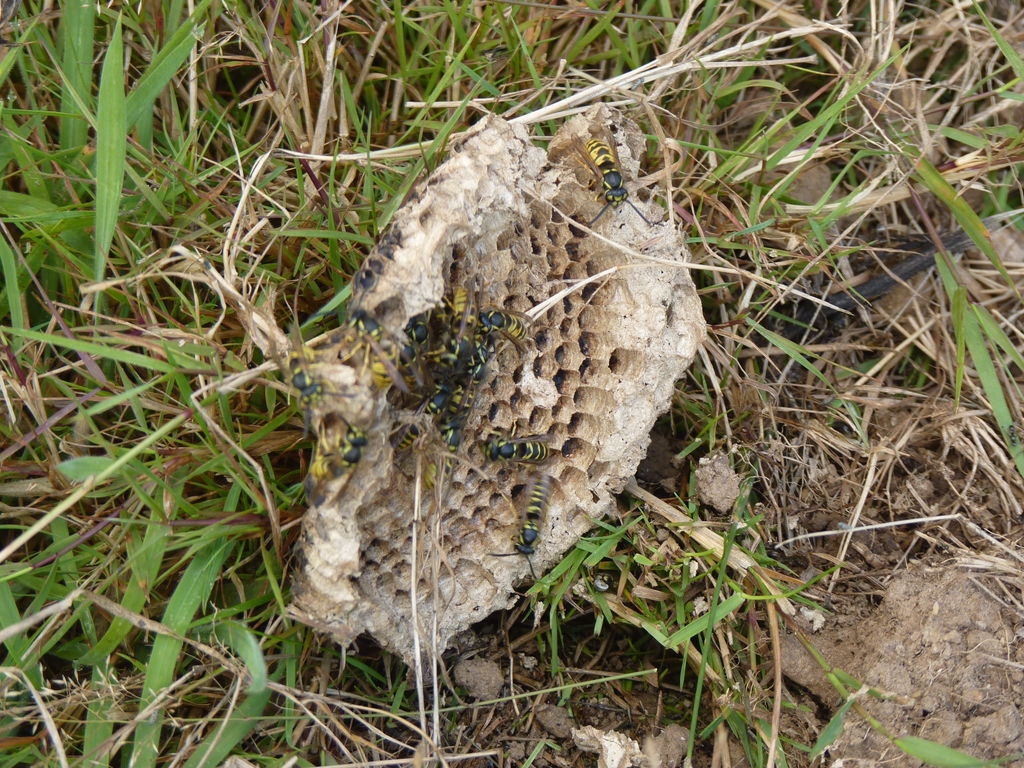 Cellules de nid de guêpe