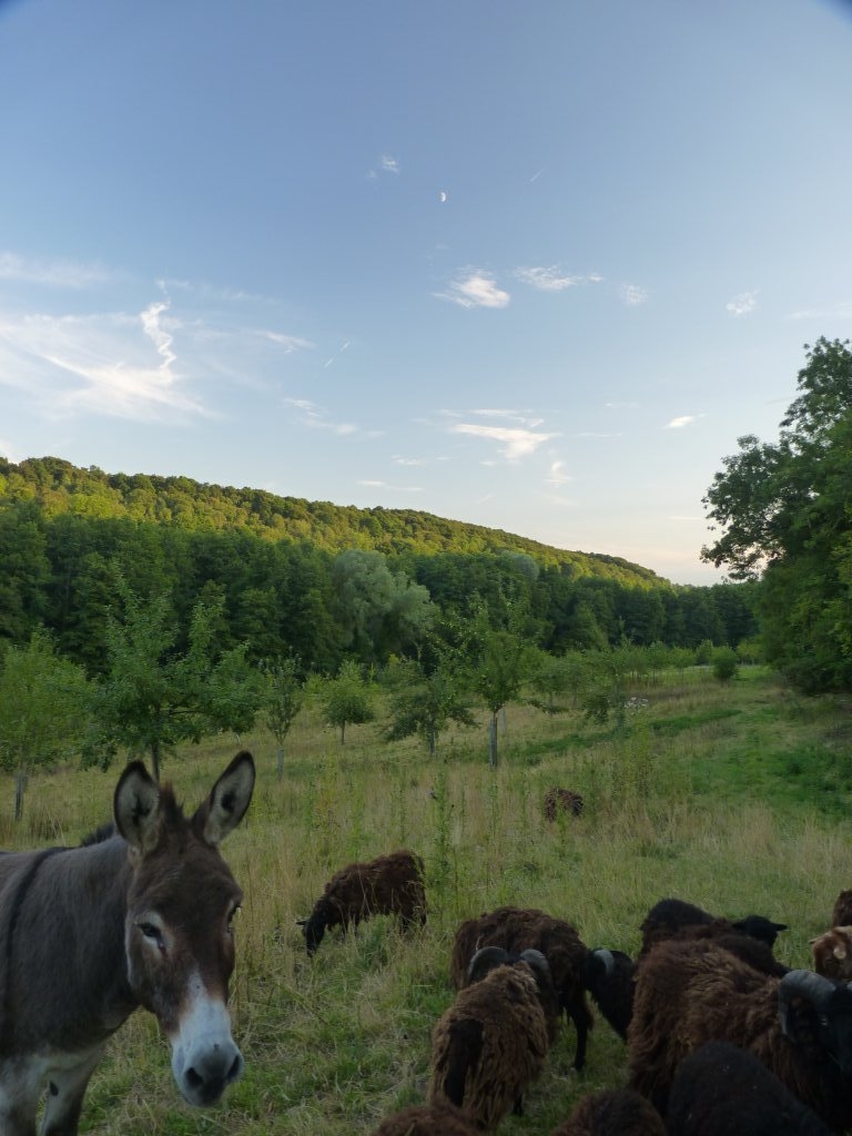 Le soir dans notre pré-verger