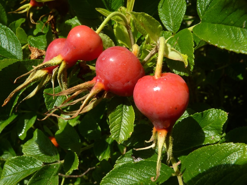 Cynorrhodons de rosier rugueux.