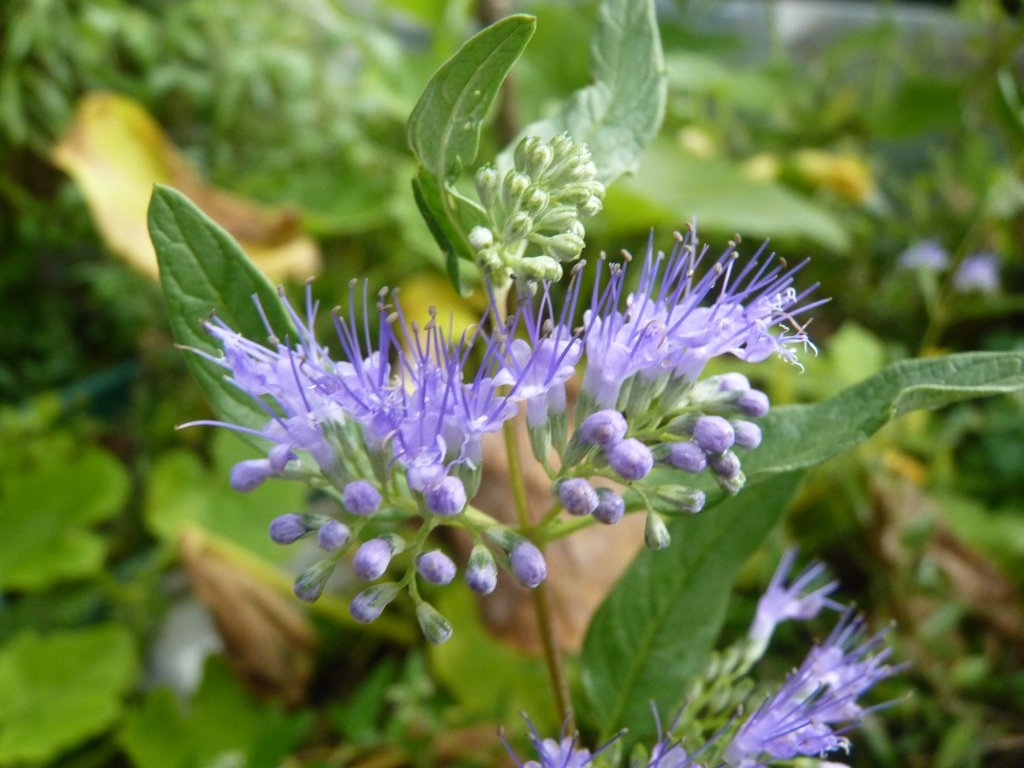 Fleurs de caryopteris