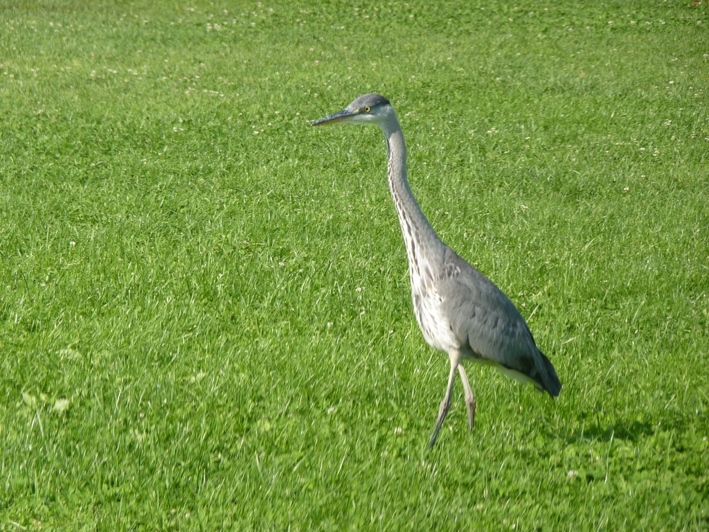Jeune héron cendré