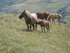 Chevaux dans les estives du Val d'Aran