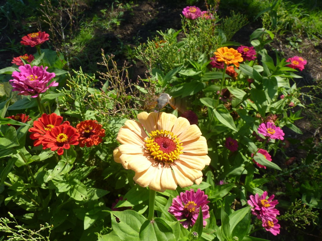 Moro sphinx butinant une fleur de zinnia.